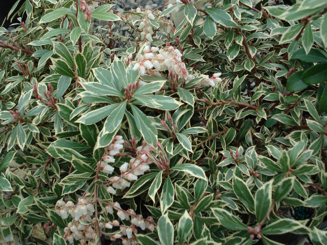 Pieris Jap. Little Heath - Shrubs - Windyridge Garden Centre