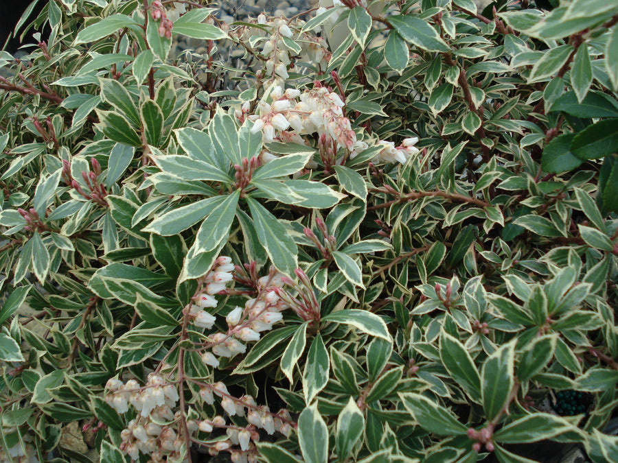 Pieris Jap. Little Heath - Shrubs - Windyridge Garden Centre