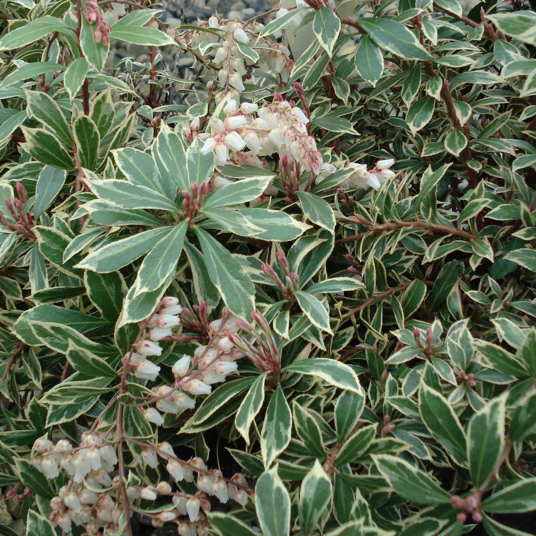 Pieris Little Heath