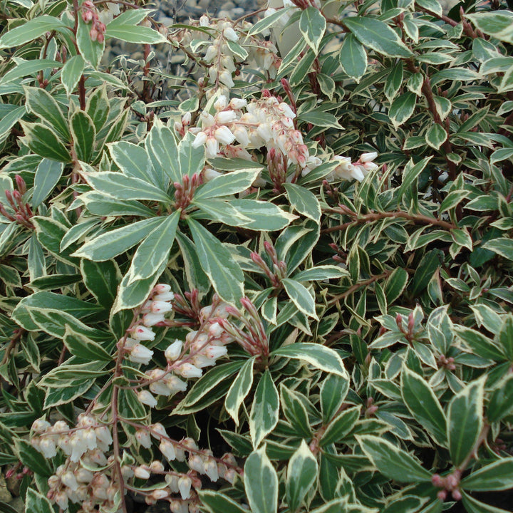 Pieris Little Heath