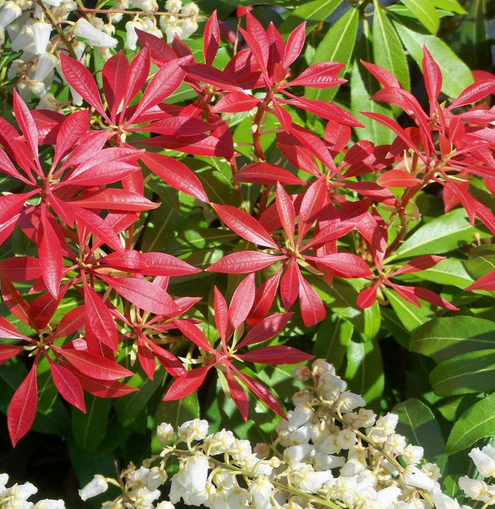 Pieris Japonica Mountain Fire - Shrubs - Windyridge Garden Centre