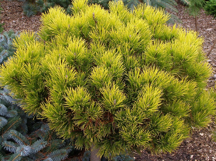 Pinus mugo Carstens Wintergold 20-25 CM