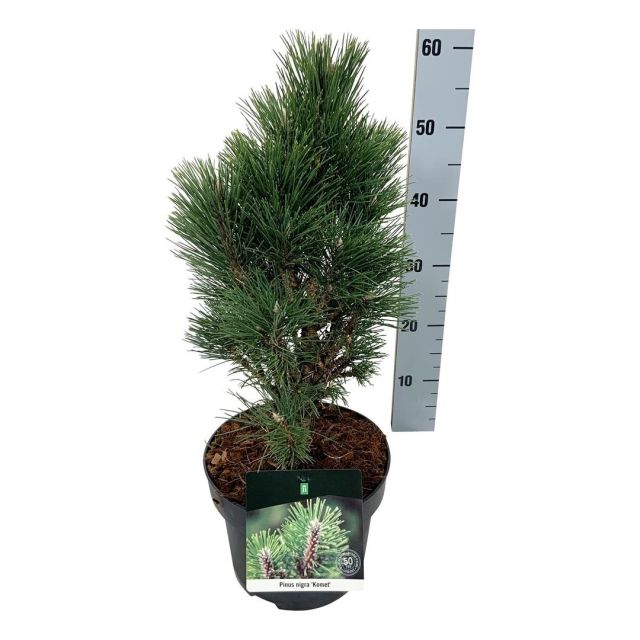 Pinus nigra  Komet    30-40 CM C5