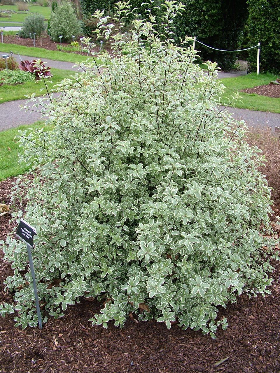 Pittosporum Silver Queen - Shrubs - Windyridge Garden Centre