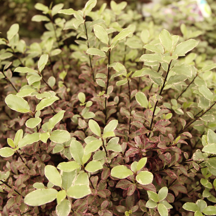Pittosporum Bannow Bay - Shrubs - Windyridge Garden Centre
