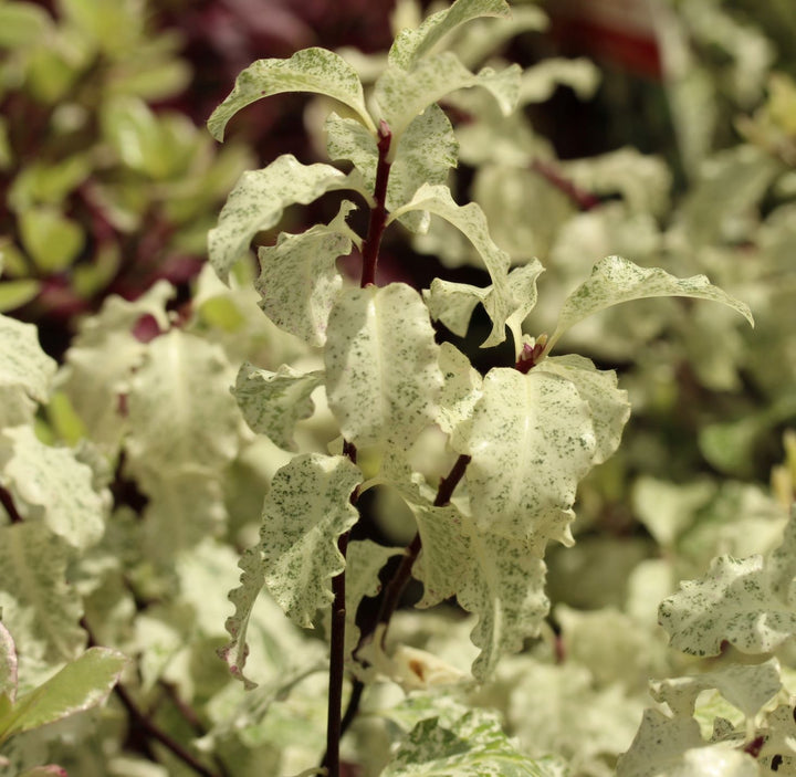 PITTOSPORUM tenui. Irene Paterson