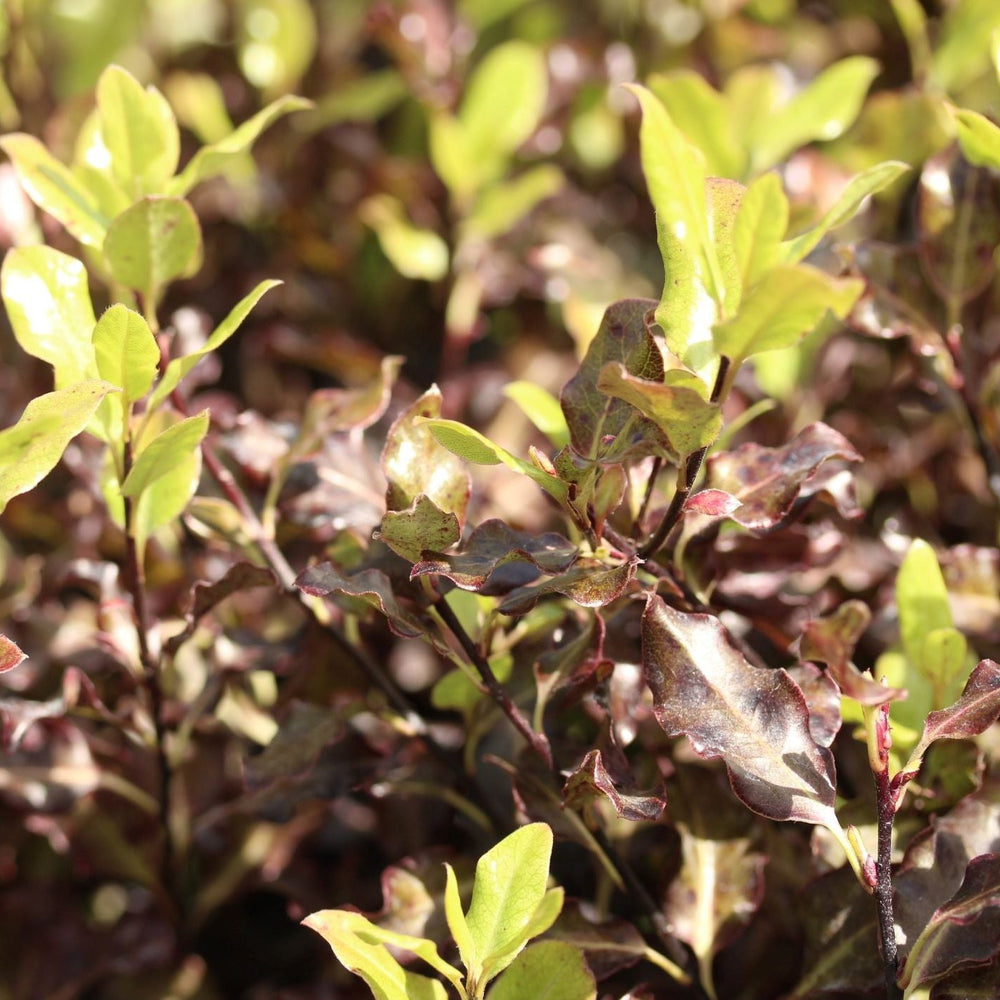 Pittosporum T. Tom Thumb Rp - Shrubs - Windyridge Garden Centre