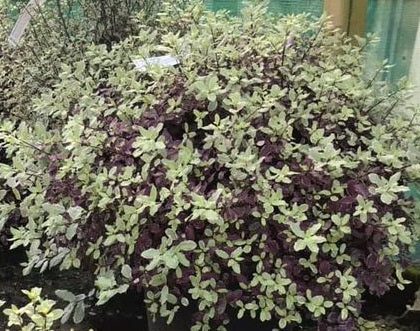Pittosporum Bannow Bay - Shrubs - Windyridge Garden Centre