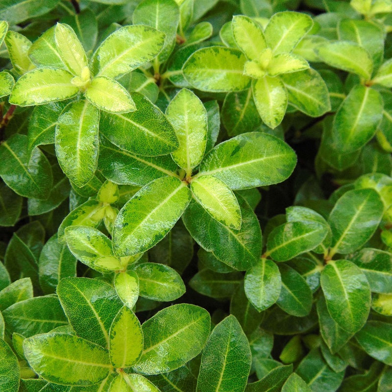 Pittosporum Ten. Gold Ball / 3 Ltr Pot - Shrubs - Windyridge Garden Centre