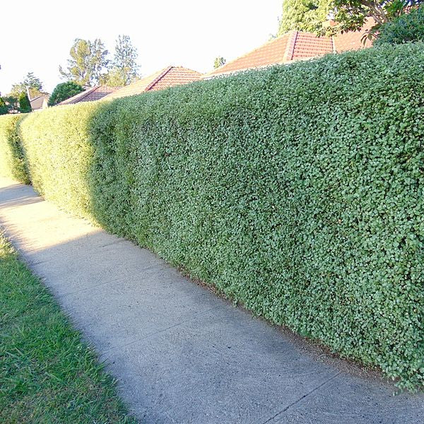 Windy Ridge Box Hedge Buy Pittosporum Tenui. Victoria 1,10 Xl 25L Online | Windyridge Garden ...