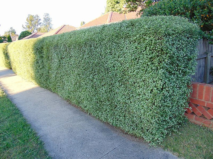 PITTOSPORUM tenui. Victoria  1,10 xl     25L