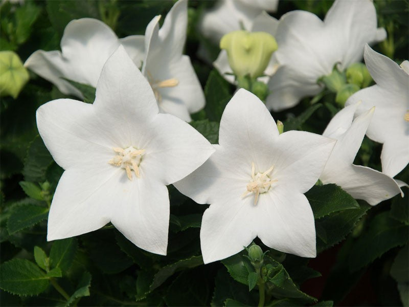 Balloon Flower Platycodon grand. Astra White  (10.5cm Pot)