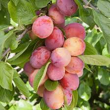 Victoria-Plum