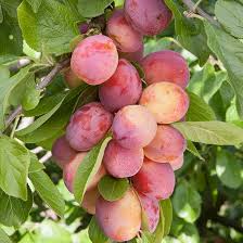 Victoria Plum