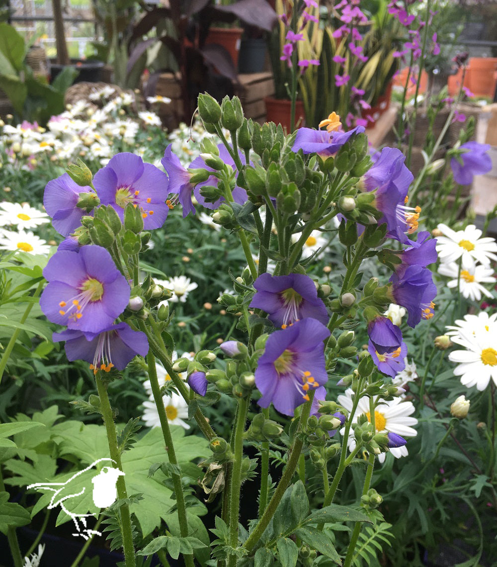 Polemonium cae. Bambino Blue - Herbaceous - Windyridge Garden Centre