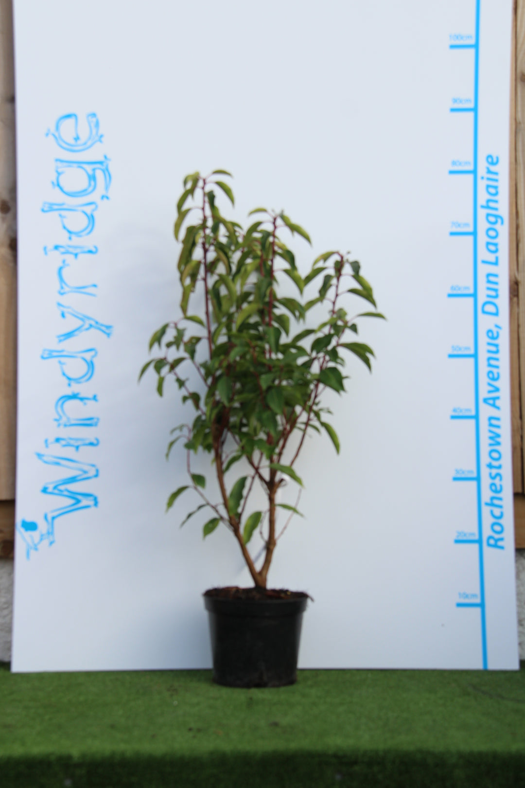 Prunus lusitanica Angustifolia - Hedging - Windyridge Garden Centre