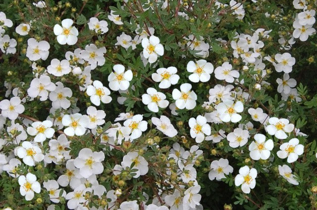 Potentilla Abbots Wood - Shrubs - Windyridge Garden Centre
