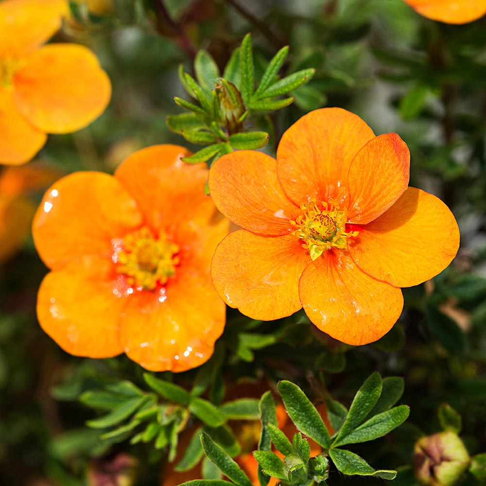 Potentilla Tangerine - Shrubs - Windyridge Garden Centre