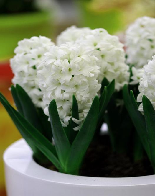 Prepared Hyacinth White Pearl 4 For 5 - Bulbs - Windyridge Garden Centre