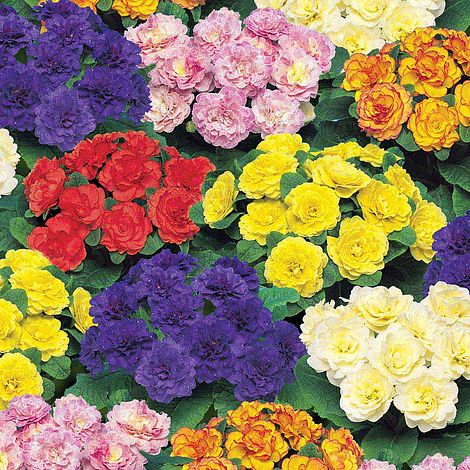 Primula Belarina - Herbaceous - Windyridge Garden Centre