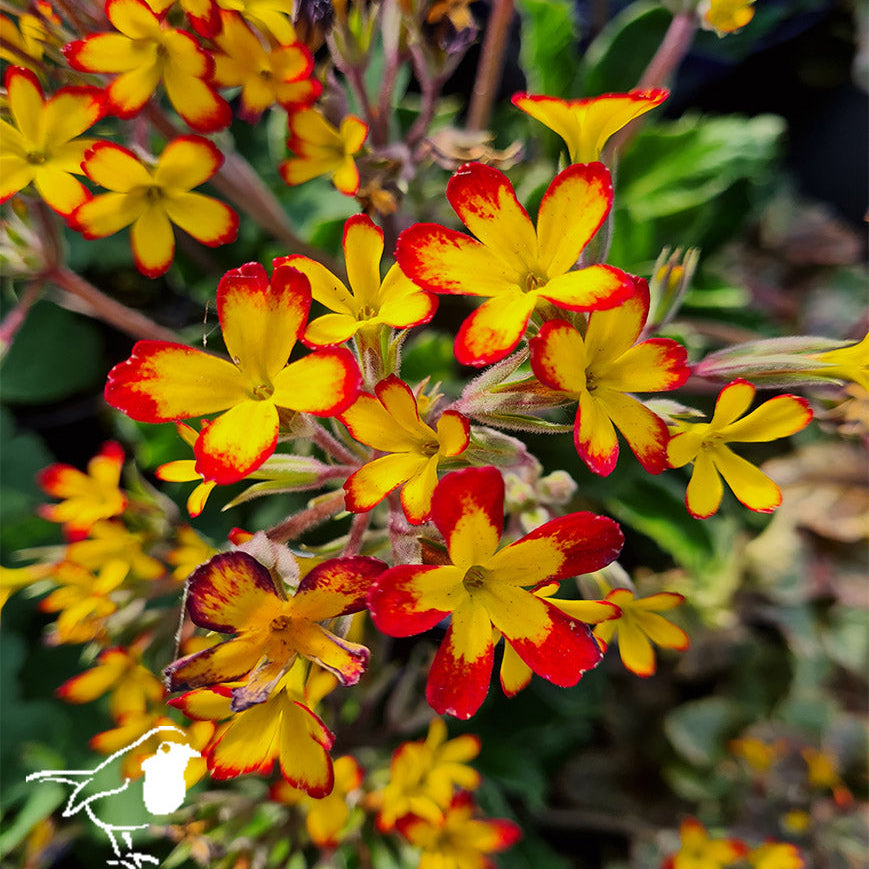 Primula Oakleaf Yellow Picotee - Herbaceous - Windyridge Garden Centre
