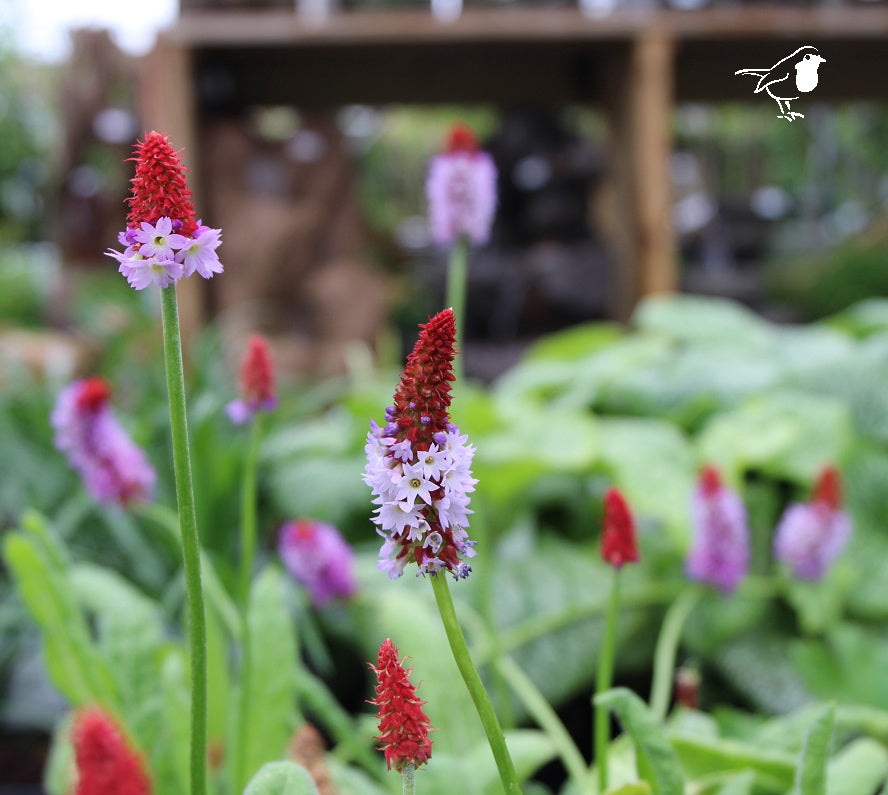 Primula Vialii -  - Windyridge Garden Centre