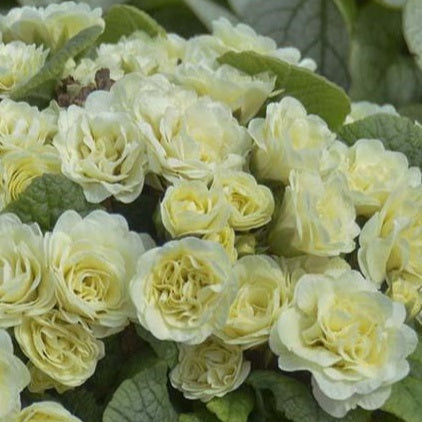 Primula belarina Cream