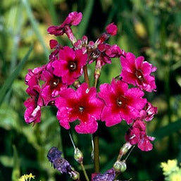 Primula jap. Millers Crimson - Bedding - Windyridge Garden Centre