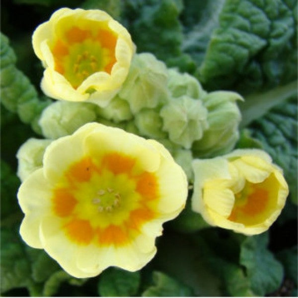 Primula veris Lime & Orange