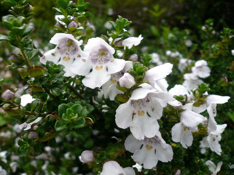 Prostanthera Cuneata - Shrubs - Windyridge Garden Centre