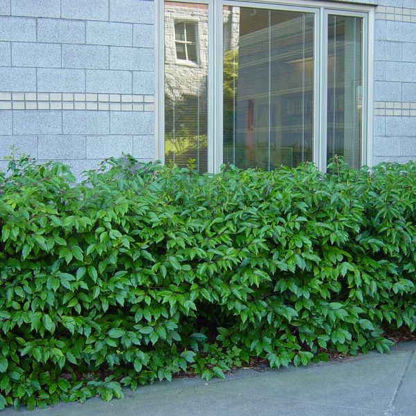 Prunus Lusitanica - Hedging - Windyridge Garden Centre