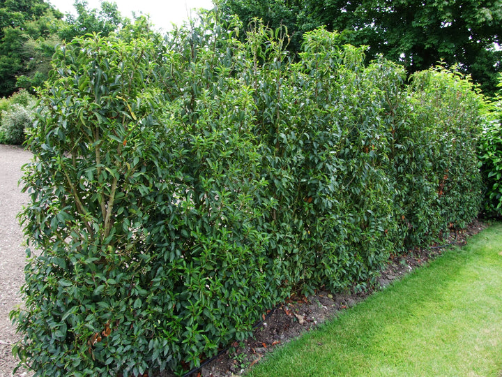 Prunus L. Angustifolia - Hedging - Windyridge Garden Centre