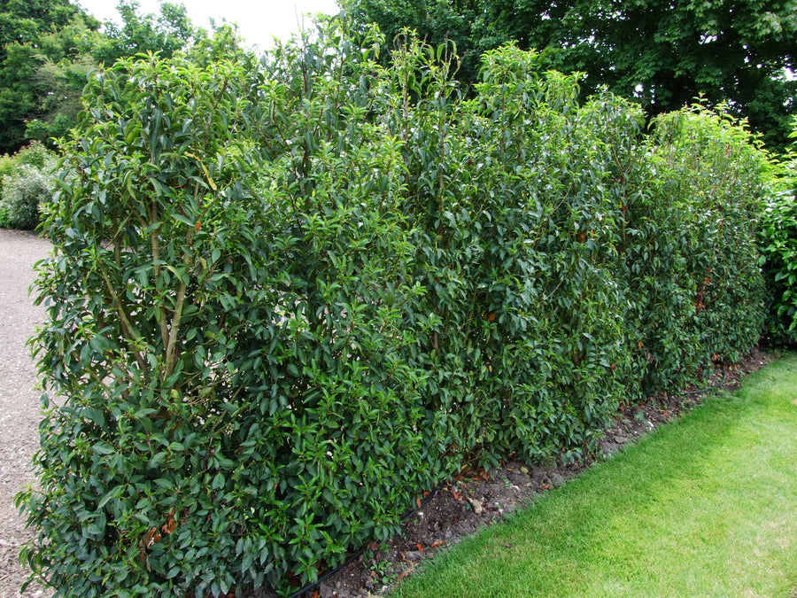 Prunus L. Angustifolia - Hedging - Windyridge Garden Centre