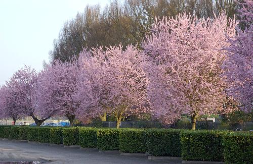 PRUNUS C. PISSARDII NIGRA