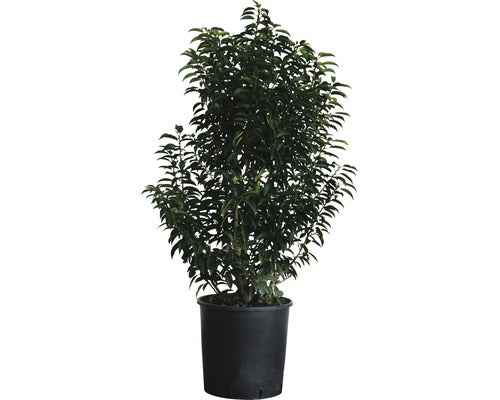 Prunus Lusitanica Angustifolia - Hedging - Windyridge Garden Centre