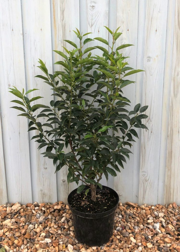 Prunus Lusitanica Angustifolia - Hedging - Windyridge Garden Centre