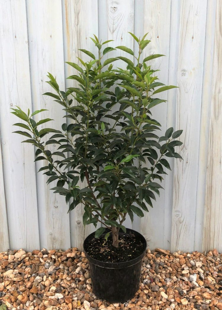 Prunus Lusitanica Angustifolia - Hedging - Windyridge Garden Centre