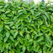Prunus Lus. Angustifolia - Hedging - Windyridge Garden Centre