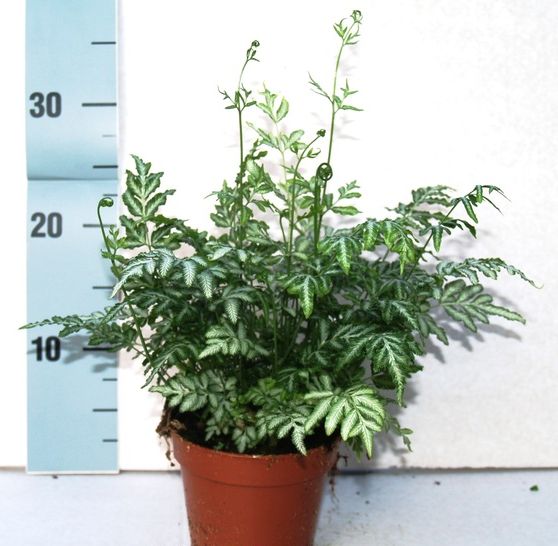 Pteris ensiformis Evergemiensis  P12