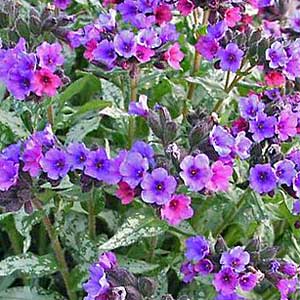 Pulmonaria Majestee - Herbaceous - Windyridge Garden Centre
