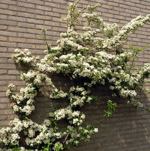 Pyracantha Dart S Red - Climbers - Windyridge Garden Centre