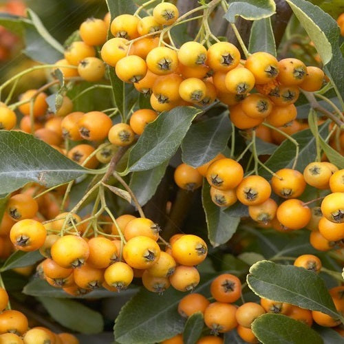 Pyracantha Golden Charmer - Climbers - Windyridge Garden Centre