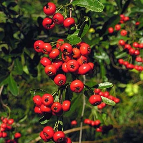Pyracantha Mohave - Climbers - Windyridge Garden Centre