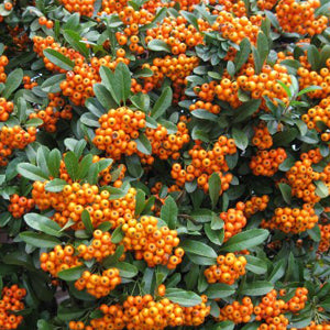 Pyracantha Orange Charmer - Climbers - Windyridge Garden Centre