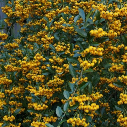 Pyracantha Soleil Dor - Climbers - Windyridge Garden Centre