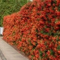 Pyracantha Dart S Red - Climbers - Windyridge Garden Centre