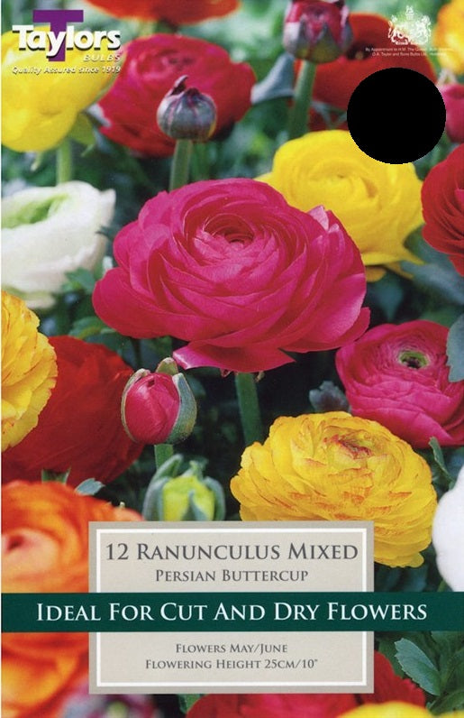 Ranunculus - Bulbs - Windyridge Garden Centre