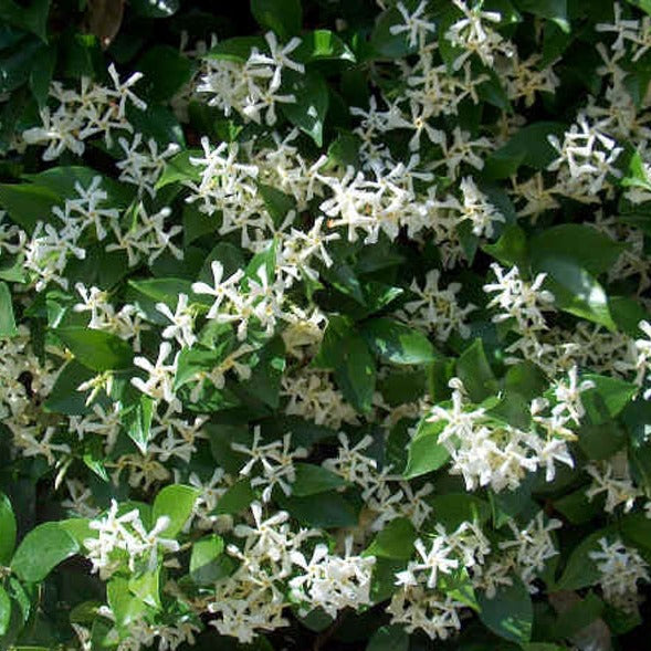 Rhyncospermum Jasminoides Clt 5 H 150 - 200 Cm - Climbers - Windyridge Garden Centre