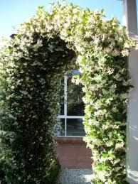 Rhyncospermum Jasminoides Arch - Climbers - Windyridge Garden Centre