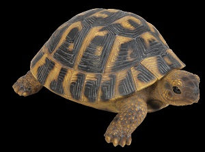 RL Hermann Tortoise F